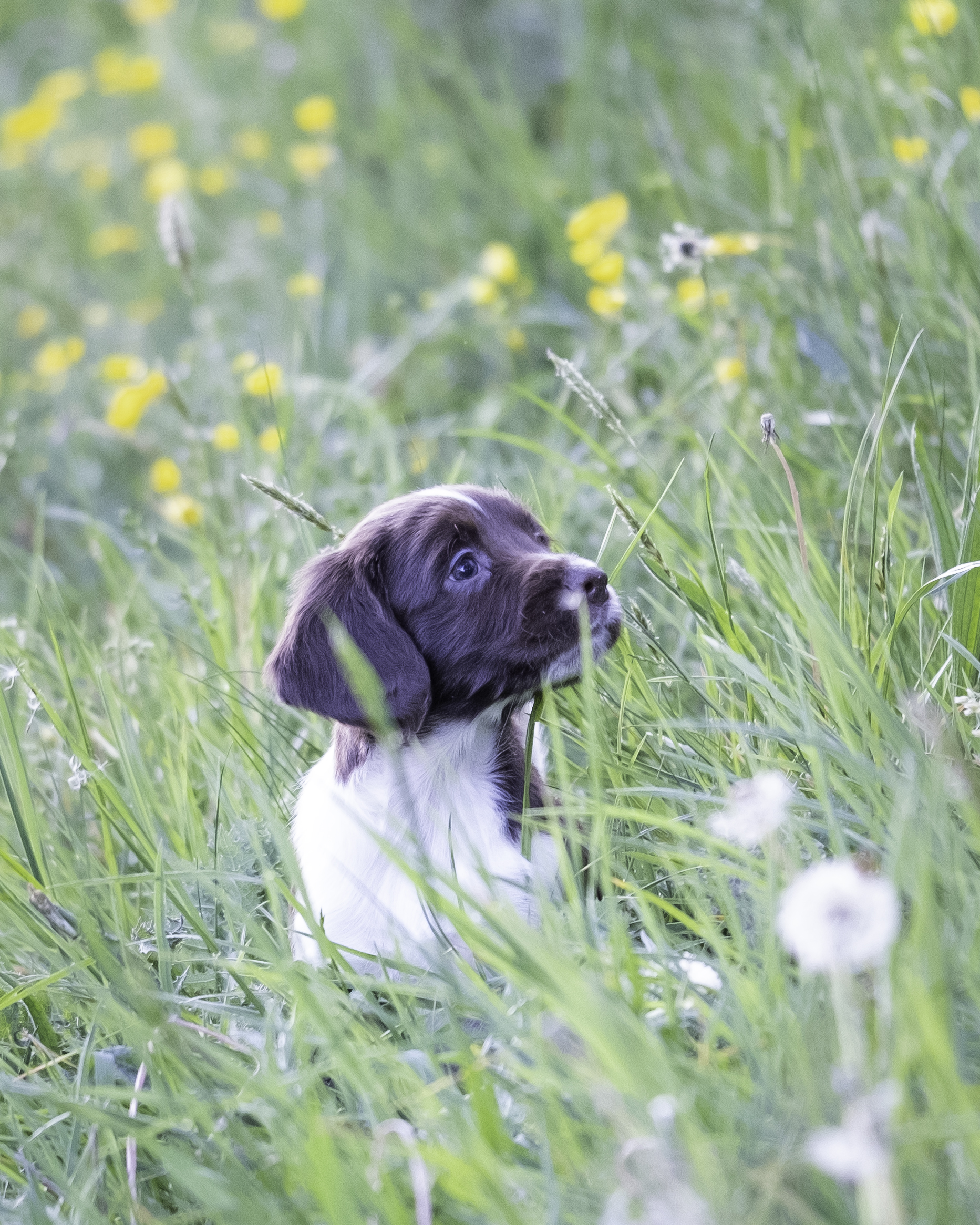 Catja off The Hunting Cottage (Catja)