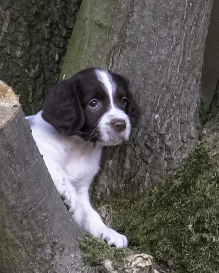 Chase off The Hunting Cottage (Brody)