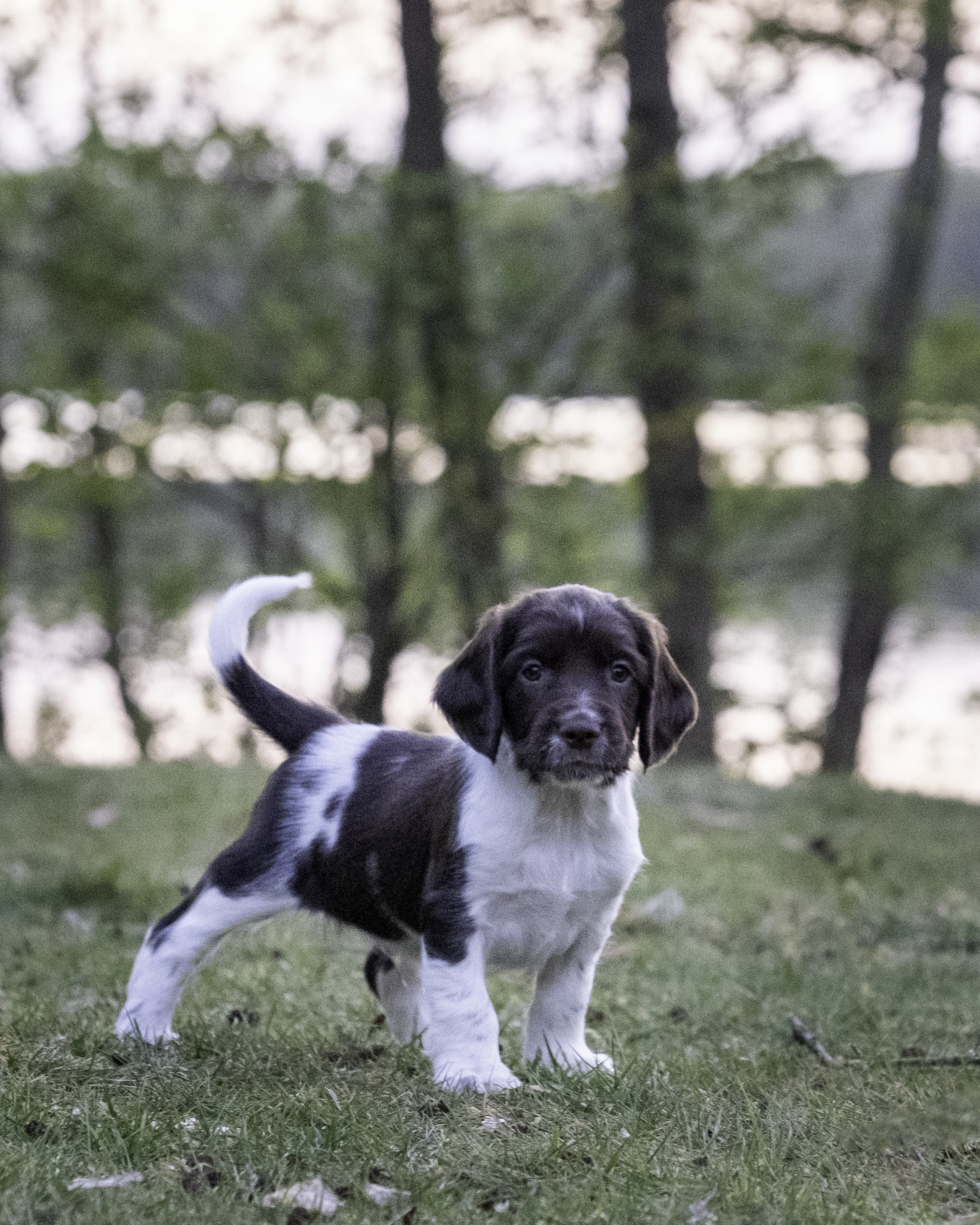 Choco off The Hunting Cottage (Choco)