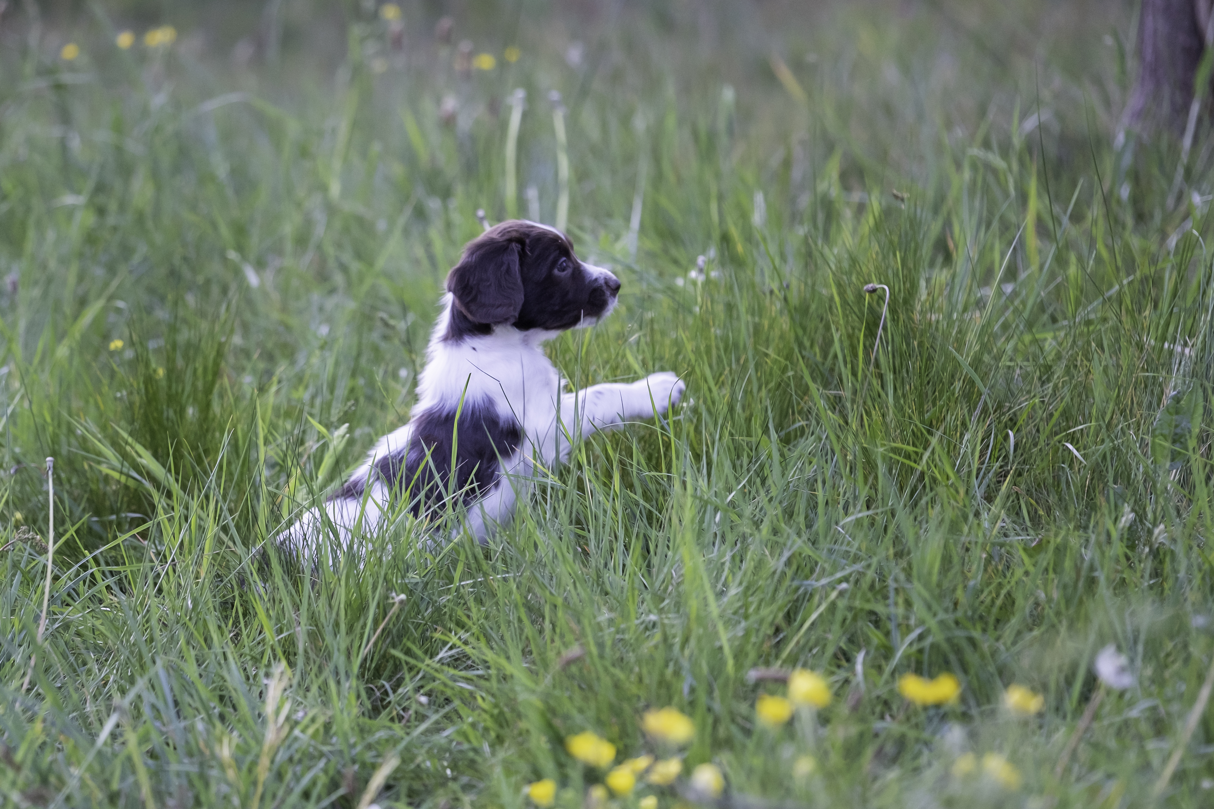 Codi Off The Hunting Cottage (Thomas)