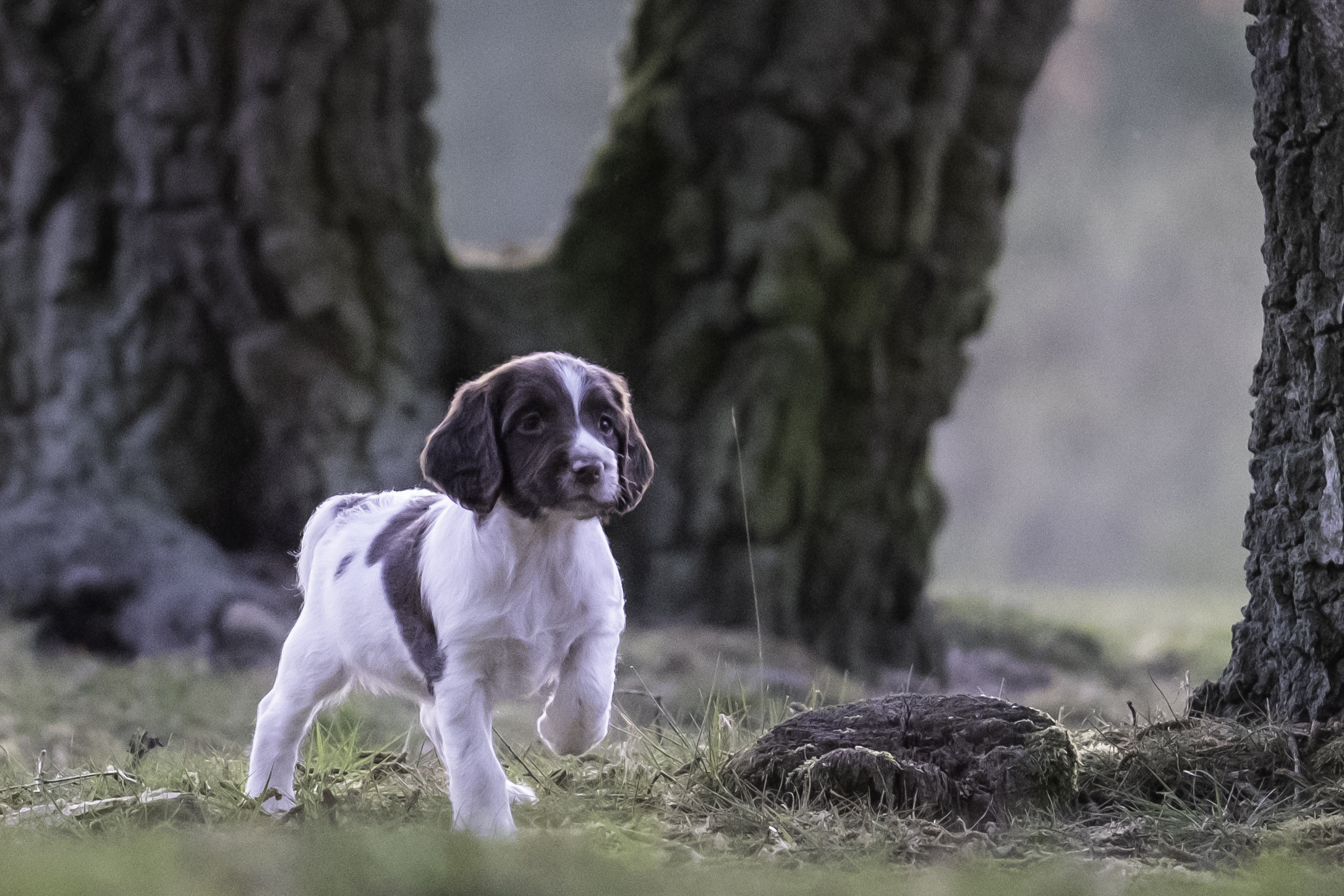 Colt off The Hunting Cottage (Stip)